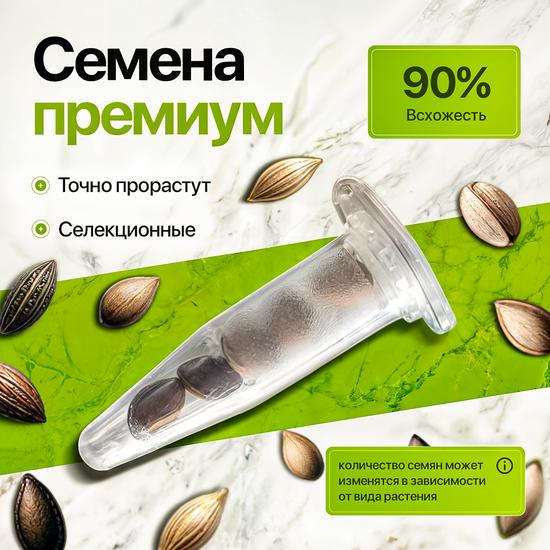 Набор для выращивания бонсай сакура
