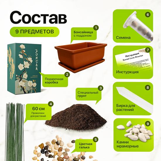 Набор для выращивания бонсай сакура