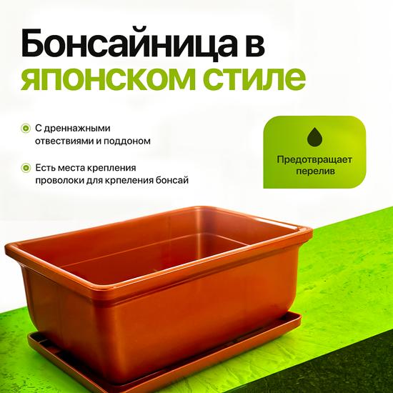 Набор для выращивания бонсай сакура